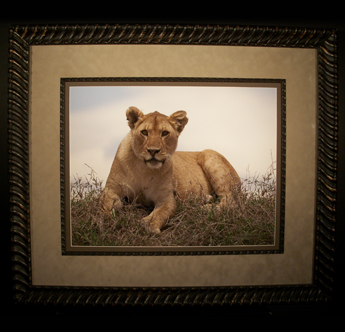 ainsborough - Lion Picture Framing Supplies Ltd