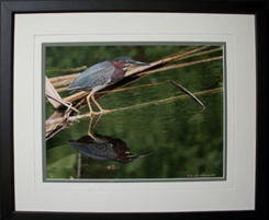 Framed Bird Print in Cumming, GA